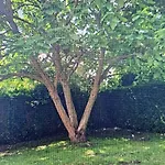 Semesterbostad L'eucalyptus *