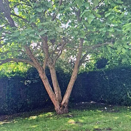 Ferienhaus L'eucalyptus *