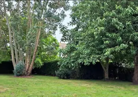 L'eucalyptus