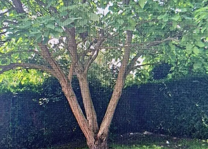 Dom wakacyjny L'eucalyptus *